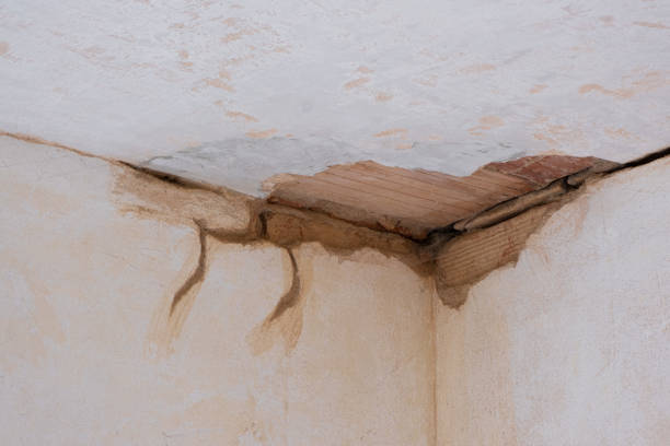 Best Local water damage restoration  in Gray, TN
