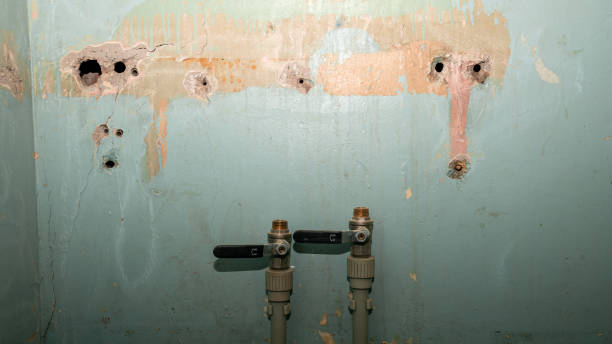 Best Professional water damage repair  in Gray, TN